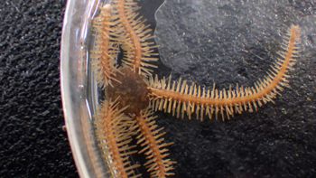 Media type: image;   Invertebrate Zoology 153153 Description: live specimen;